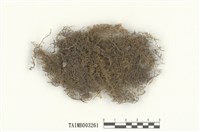 藏品(羽苔屬)的圖片